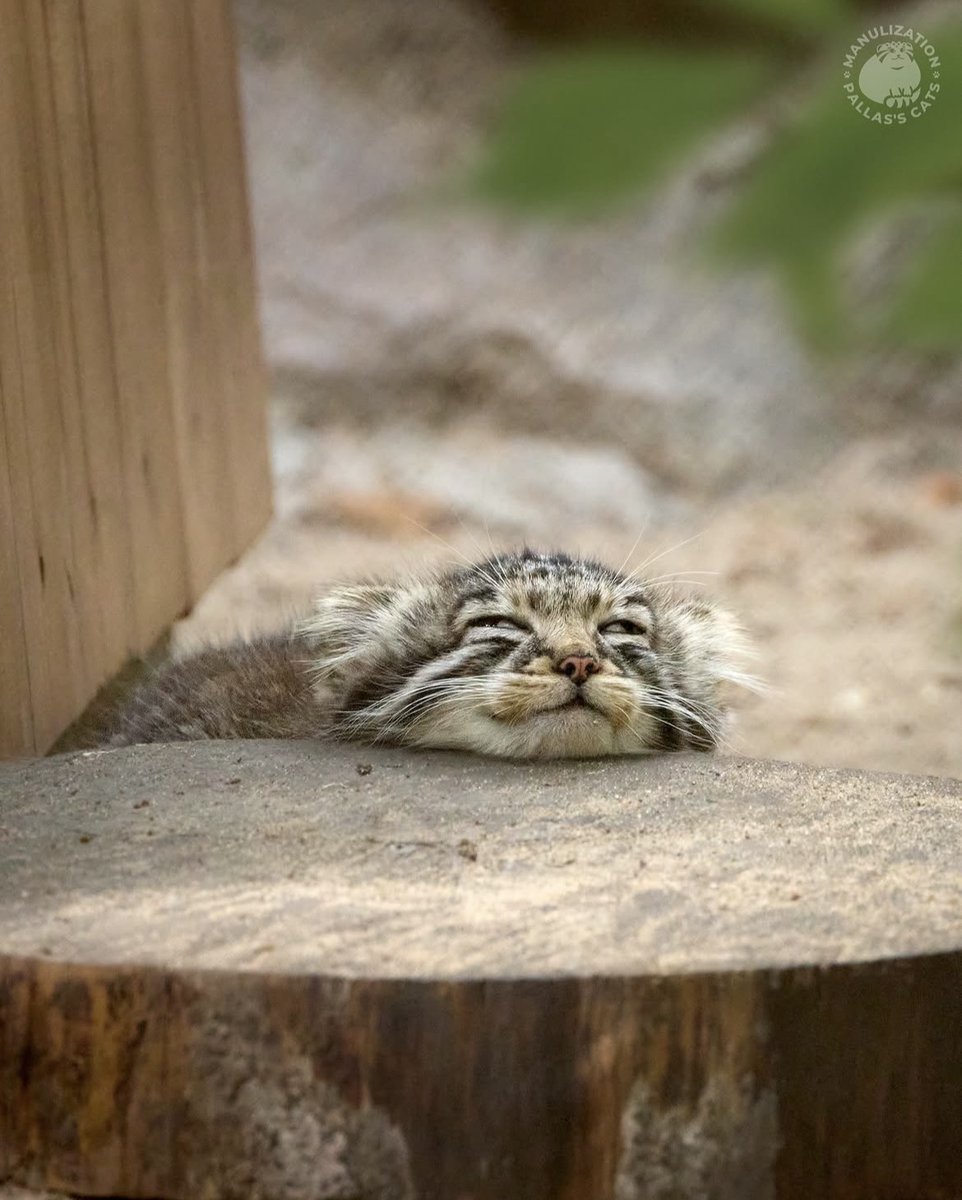 catoftoday's tweet photo. Pallas, we love you 🫠♥️ https://t.co/oaWuuXVNgt