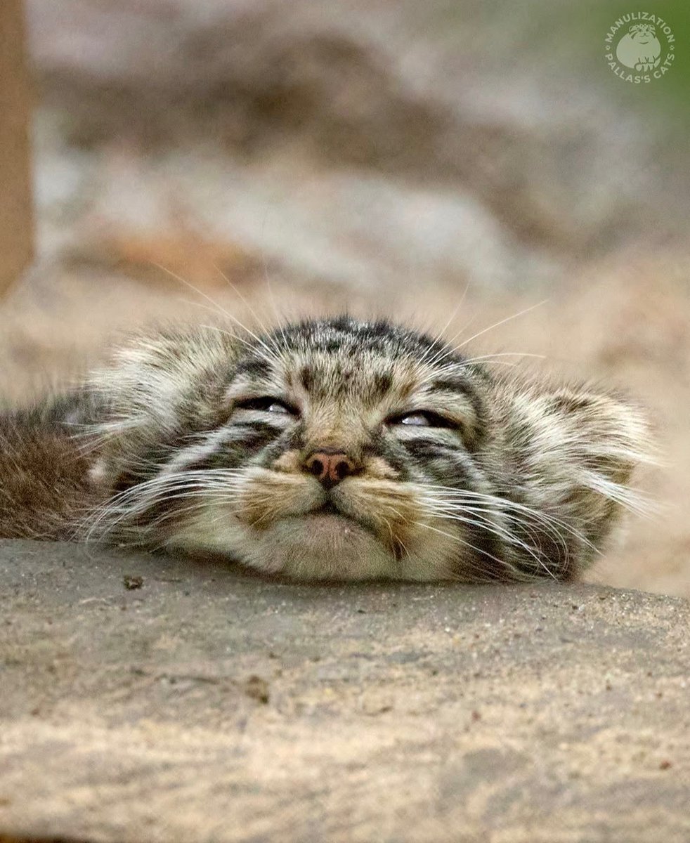 catoftoday's tweet photo. Pallas, we love you 🫠♥️ https://t.co/oaWuuXVNgt
