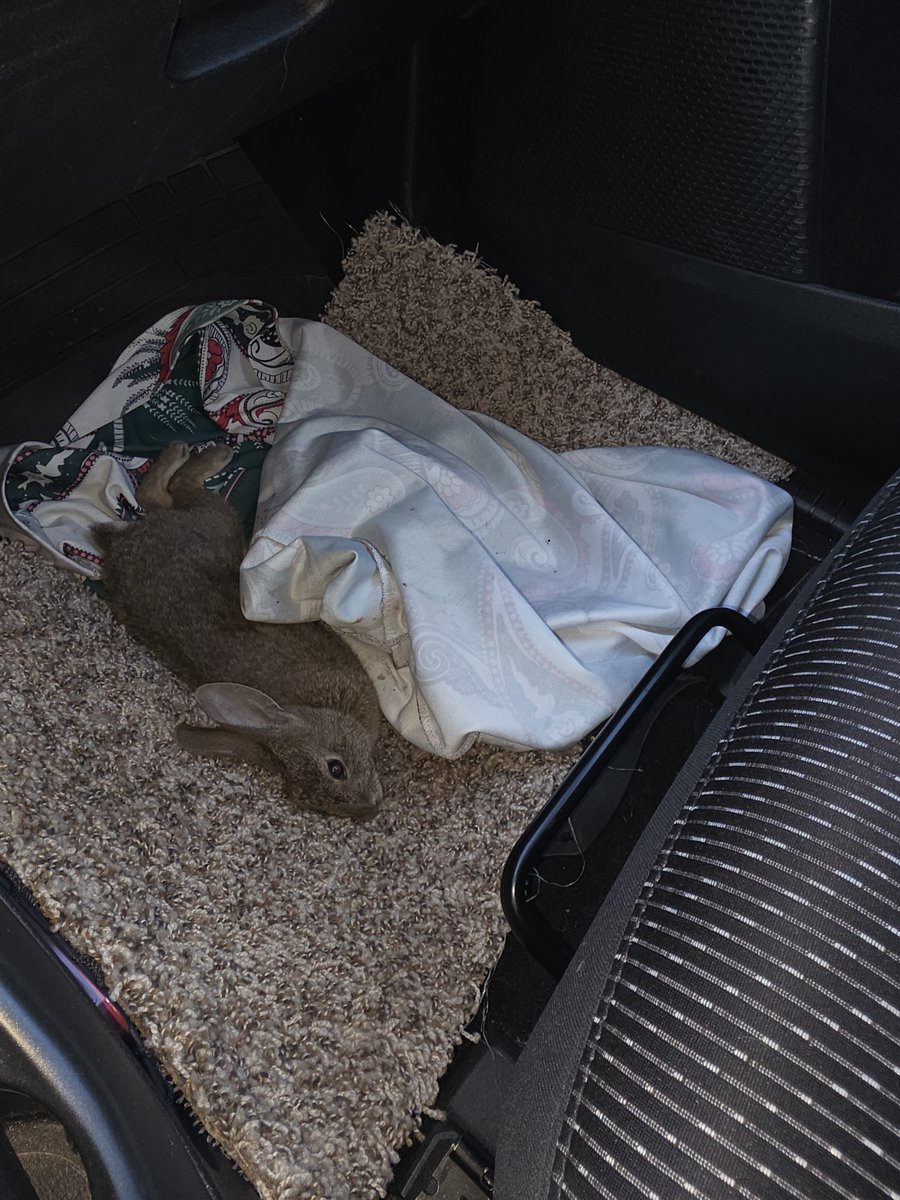 KimItemGrimes's tweet photo. @adinolfi @r_item1981
Precious little ones that always seem to be where I Am🤲😍🤲too...
The Same thing happened to me, but it was a hurt bunny on the side of the road. I brought him to my home, and I cared for him &amp; then released him back@ a park safely near where I had found him♥️🐰♥️... https://t.co/4mOFbAMNfl