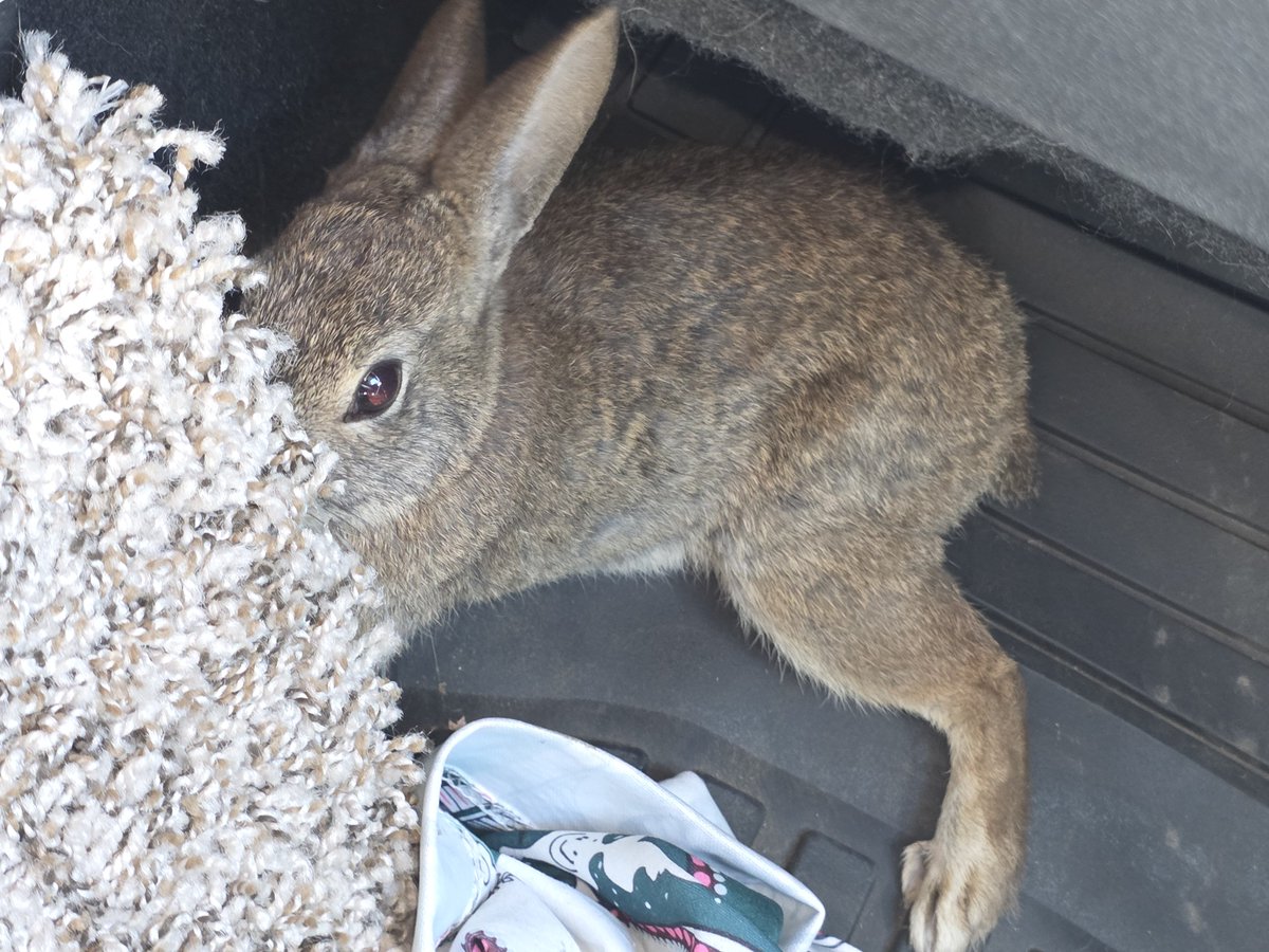 KimItemGrimes's tweet photo. @adinolfi @r_item1981
Precious little ones that always seem to be where I Am🤲😍🤲too...
The Same thing happened to me, but it was a hurt bunny on the side of the road. I brought him to my home, and I cared for him &amp; then released him back@ a park safely near where I had found him♥️🐰♥️... https://t.co/4mOFbAMNfl