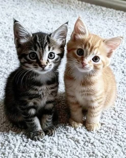 Kibo100x's tweet photo. @usetwinpad 
$TWINCAT
Twin Cat https://t.co/vsMGhC5Xt9