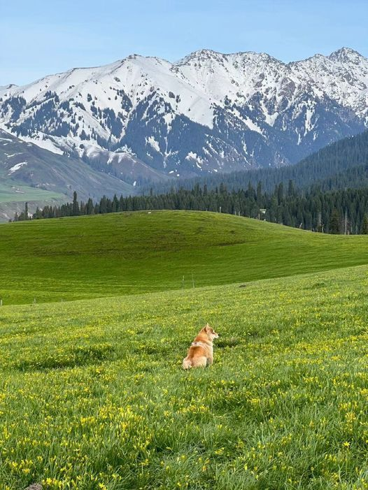 reminiscinbby's tweet photo. Xinjiang, China https://t.co/DJVayfoU2a