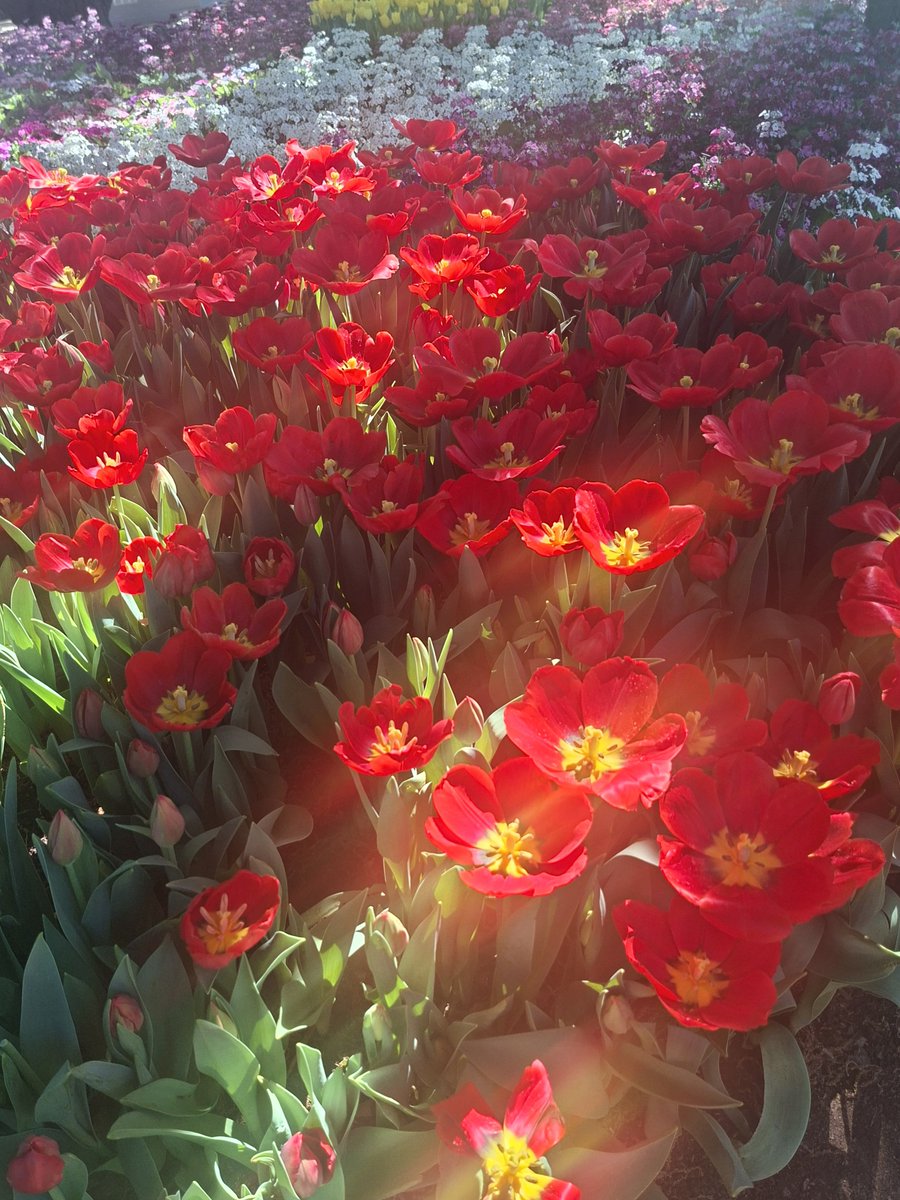 MMcQui13's tweet photo. Tulips at Toowoomba's flower festival  🌷 https://t.co/g3zuH502bA