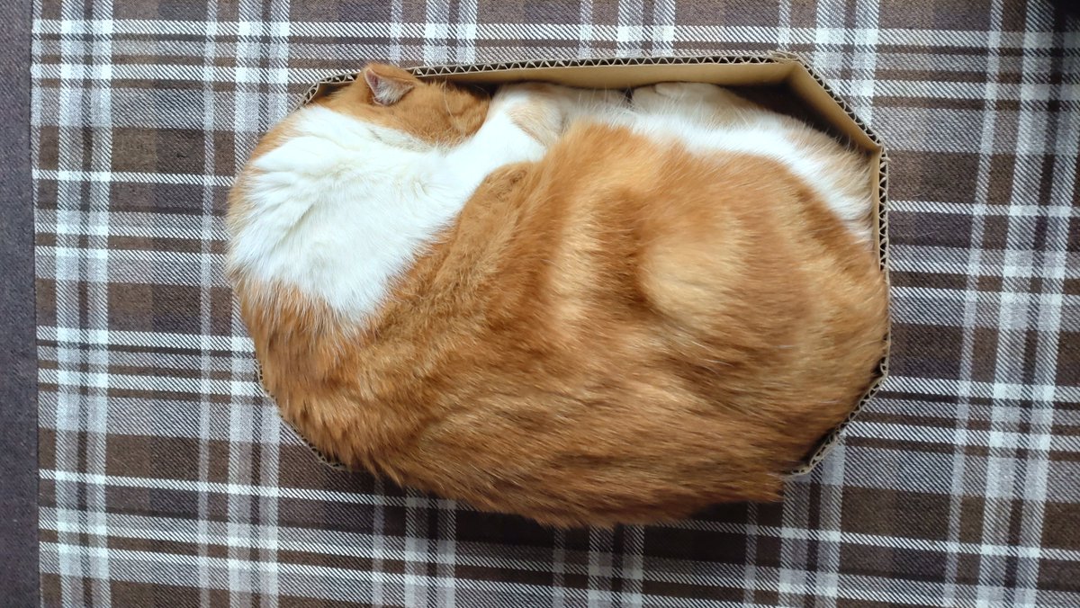 haruchan_a2c's tweet photo. 窮屈じゃないのかね？
#猫
#スコティッシュ
#猫のいる暮らし
#猫好きさんと繋がりたい https://t.co/ZZCBkCjQkO