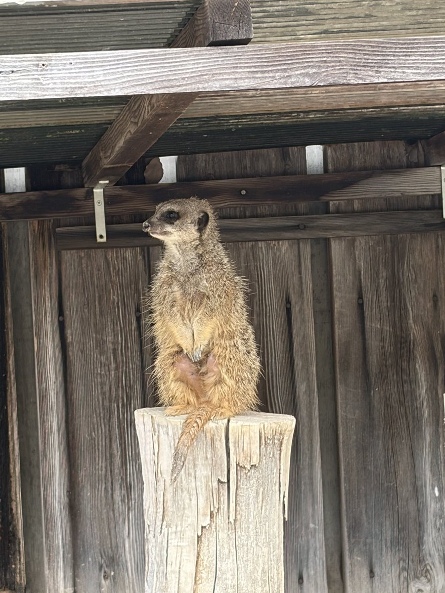 kd_shu's tweet photo. 岡崎市東公園動物園に来ている！
ここは入場無料の動物園で、ゾウが居たらしい🐘
でっかい恐竜は居た。 https://t.co/aI8p5gsq9G