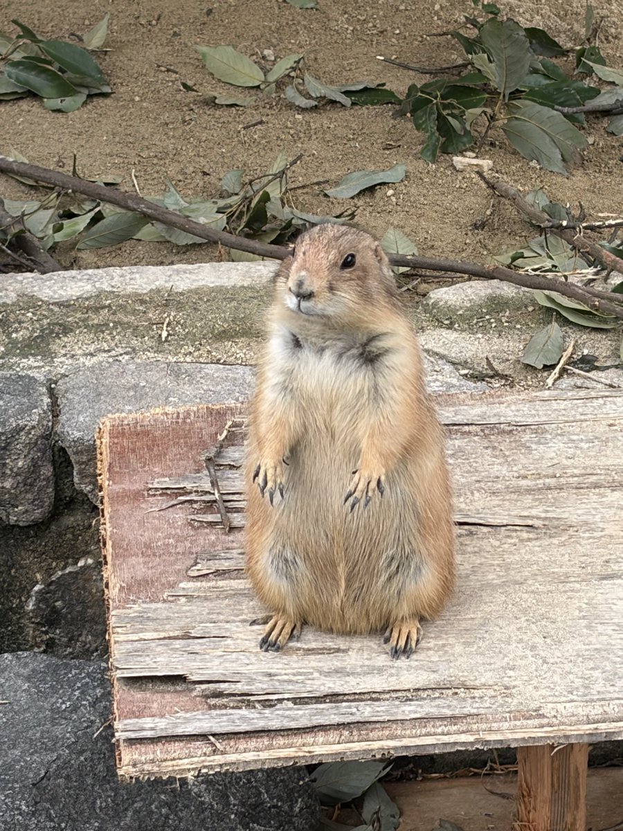 kd_shu's tweet photo. 岡崎市東公園動物園に来ている！
ここは入場無料の動物園で、ゾウが居たらしい🐘
でっかい恐竜は居た。 https://t.co/aI8p5gsq9G