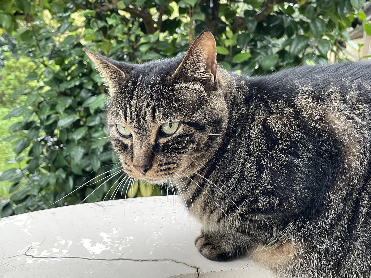 goothecat's tweet photo. 雨が降っていても決して警戒活動は怠らない勤勉実直なぐー(=✨ェ✨=) https://t.co/pUZP0gunIR