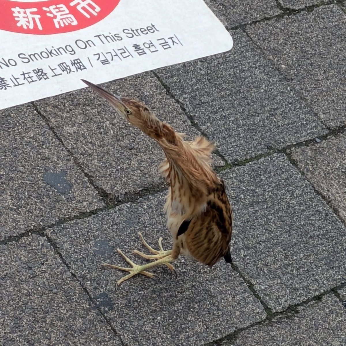fuma_ten's tweet photo. カラスの横の鳥はなんていう鳥？ https://t.co/Zyfef92ogL