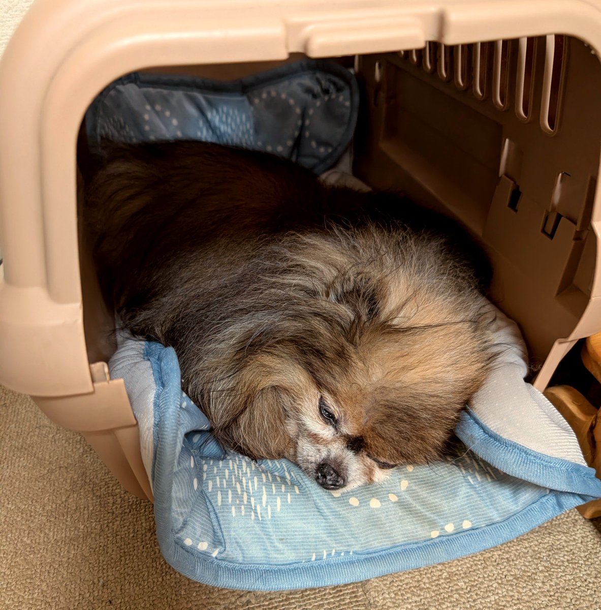 pcpc_zz's tweet photo. 昨日15歳になった犬だよ 元気だよ https://t.co/nt4OHtwyKv