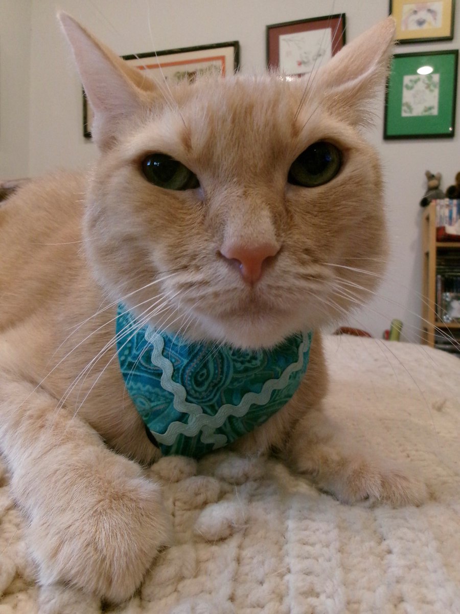 TravisTabbyCat's tweet photo. #sundayselfie time ! https://t.co/cJzH6gKP1S https://t.co/yOjse9xcZn