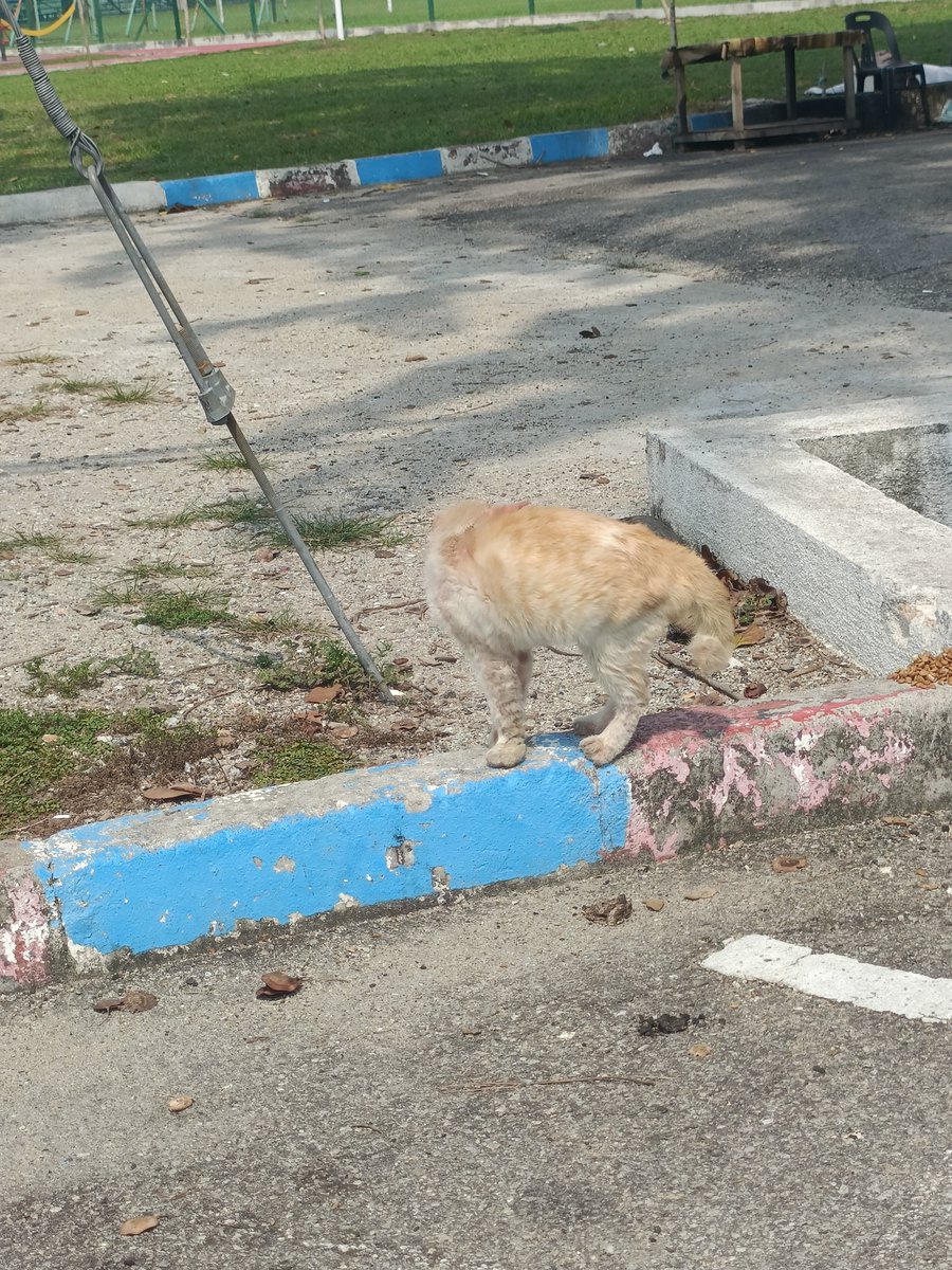 kyril_graguks's tweet photo. Saya namakan Mat Sepet.Sebenarnya hampir 2 minggu nak tangkapnya utk saya rawat namun 🐈yg trauma,sakit&lapar apatah lg dibuang dineraka dunia,ia x mudah.Tgn digigit&dicakar hingga terlepas.Takpa,saya x mengalah.
Akhirnya Mat menyerah diri semlm.Kedua dua matanya hampir tertutup kerana kurap yg kritikal.Makan yg saya umpan pun x lalu makan.
Alhamdulillah.Mat dah mendarat di Vet utk rawatan.Cepat sihat Mat.Selagi abah mampu&terdaya, abah akan cuba selamatkan kawan2 Mat jugak walaupun semakin hari semakin mengila pbuangan. Bilalah nak habis?