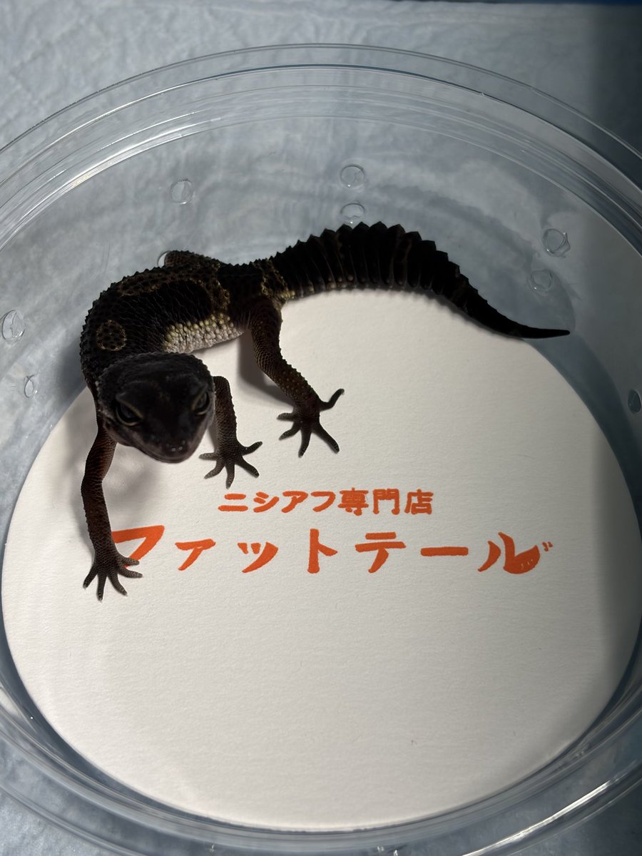 GUMI_field's tweet photo. 本当は昨日あげるべきだったけど
昨日のコウレプ行った時に迎えたい欲が溢れてお迎えしたブラックナイト
模様ありでかつ黒強め　それより顔が何より可愛い！
まだまだベイビーだからこれからどうなるのか楽しみだわ https://t.co/dP3Wh5GtDg