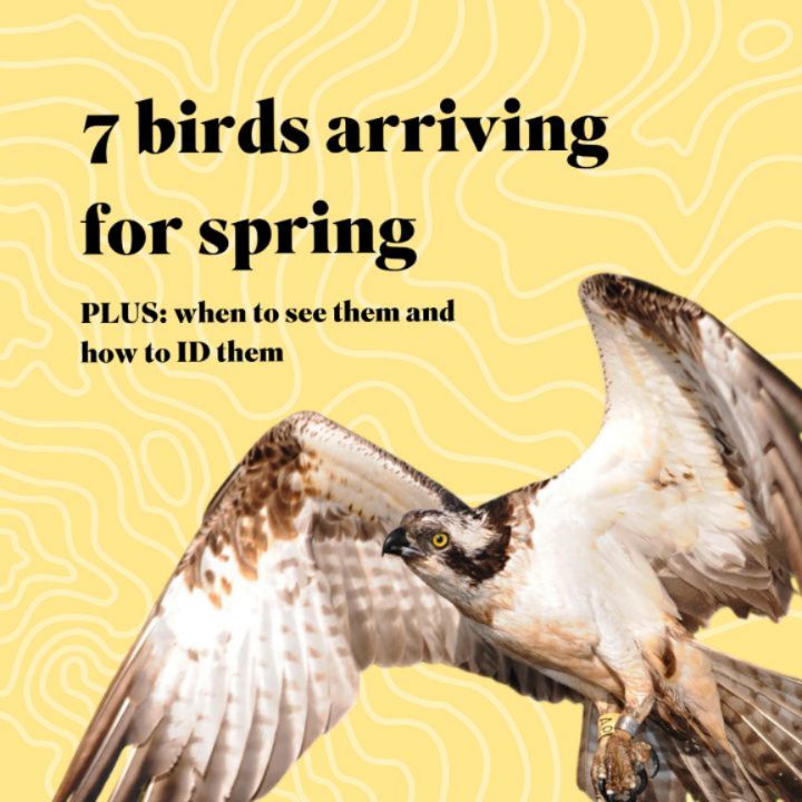 jordydejong2's tweet photo. The many spring superstars have started to arrive! Who are you most excited to see? https://t.co/VcnCTSbMuF
