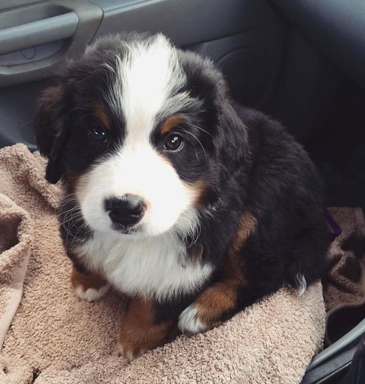 puppies_video's tweet photo. So adorable and beautiful puppy https://t.co/uIZPQPSUWb