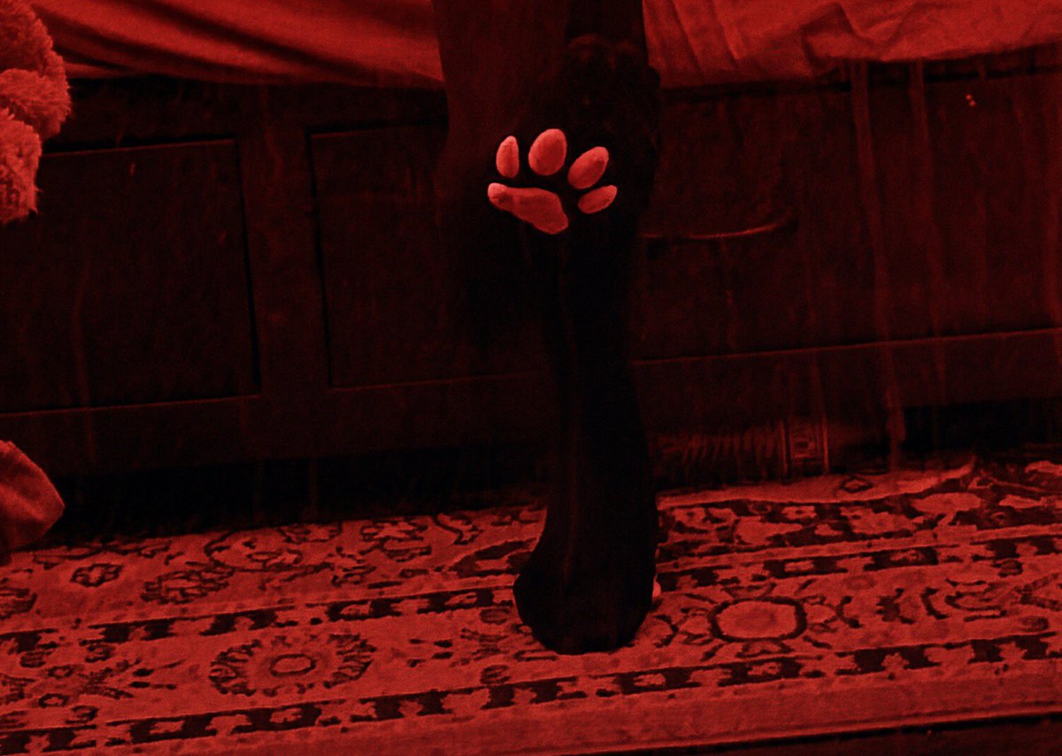 fowxsie's tweet photo. *steps on u* https://t.co/rkY1kgAWTf