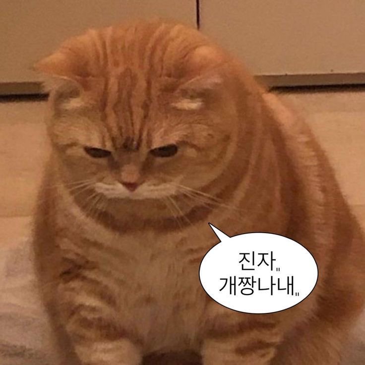 isabel_ar__'s tweet photo. 나랑도 친구해 . https://t.co/tPLMFFhKnH