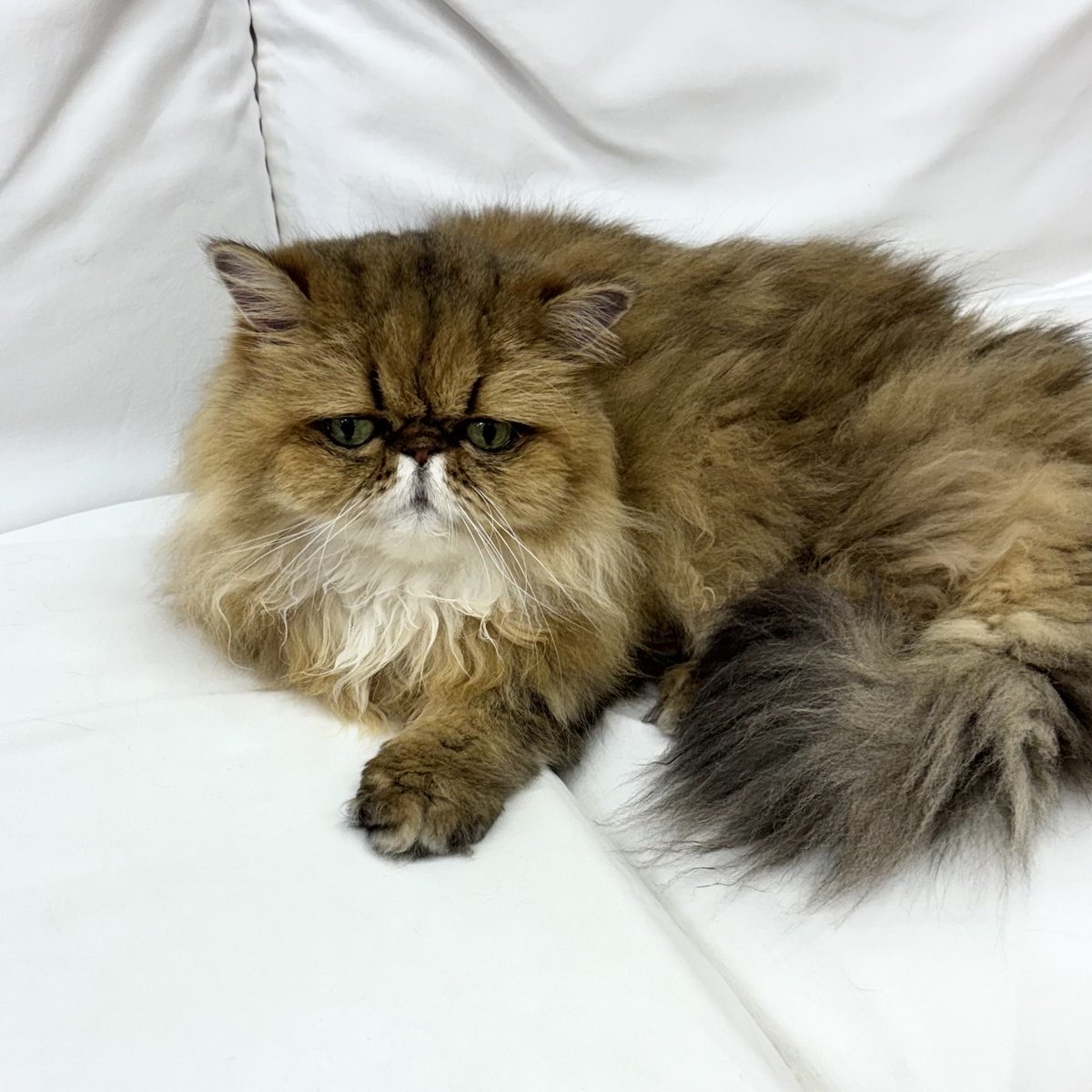 rypie8564882's tweet photo. 🥺げつよーびに台風に、イヤイヤでつ。え、お休み？！
※お休みじゃない人も沢山います。アナタ🥺もです。
 
#にゃんこと #猫カフェ #猫 #ネコ #ねこ #cat #catcafe #高田馬場 #月曜日の妖精 https://t.co/0LJt37wIdp