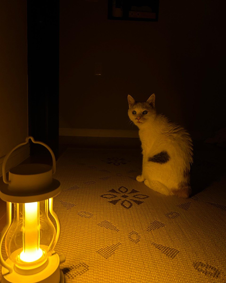 RemediosHo5f's tweet photo. 静かな夜は余計な回路が働いて困る。ただぼんやりと光を見つめて��るだけで、時間は過ぎてい���。考えすぎは損かもしれない。 https://t.co/Hes0MEd4SQ