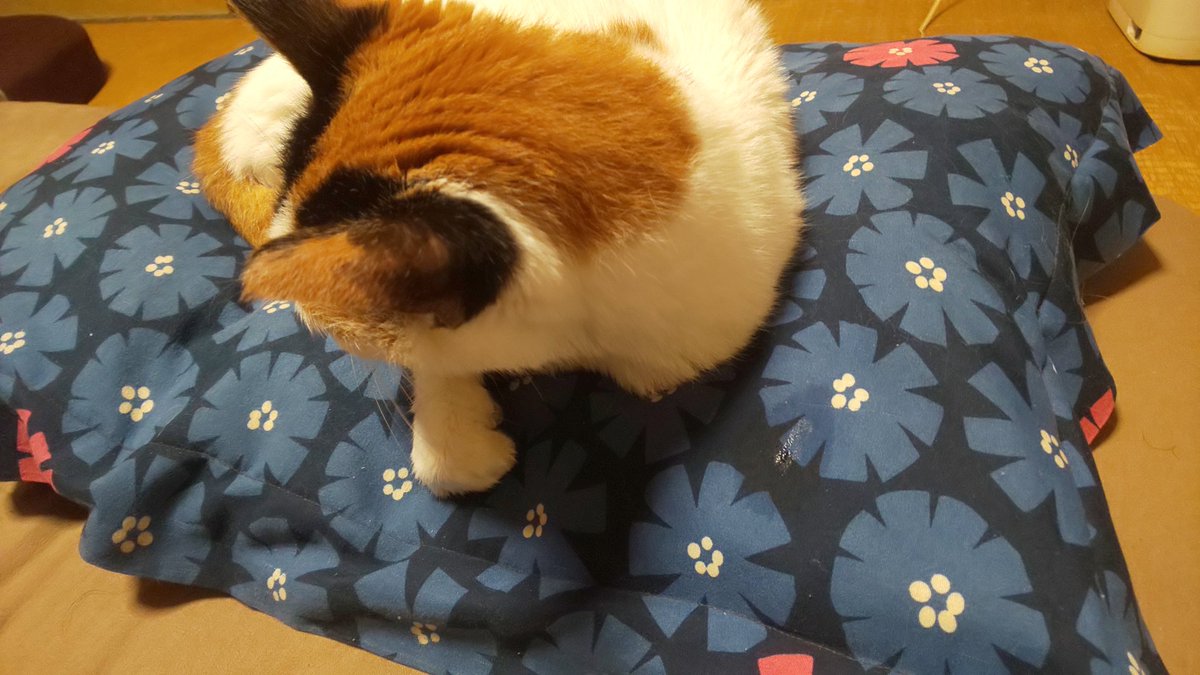 ilock999's tweet photo. 猫の鼻水
ちょっとこっち向け https://t.co/5OdwTQE85Q