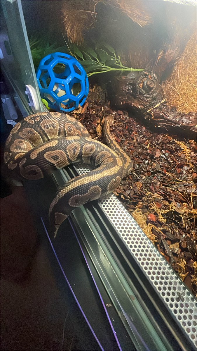 Mays_Life94's tweet photo. @trashqueen317 @mcgee_lives As someone how owns their own snake THANK YOU THATS SO PRECIOUS!  (Pic for tax, Fizzy) https://t.co/rQk6JWknCw