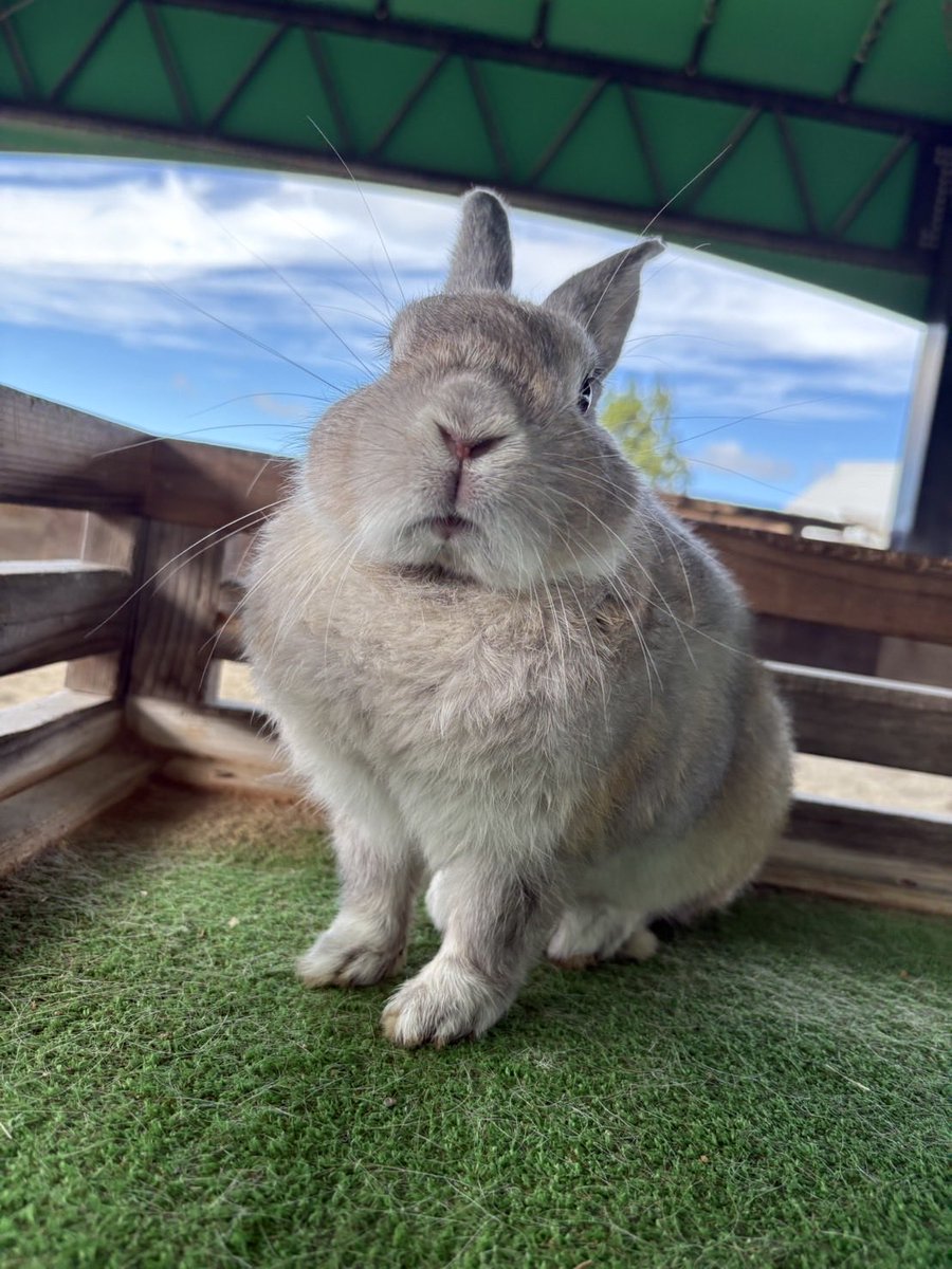 bokka_no_sato's tweet photo. 横からだと美うさぎ✨️
正面からだとおとぼけうさぎ😦
なおじゃこくん🐰

＊牧歌の里　＊ウサギ https://t.co/sIZ3kji0tS