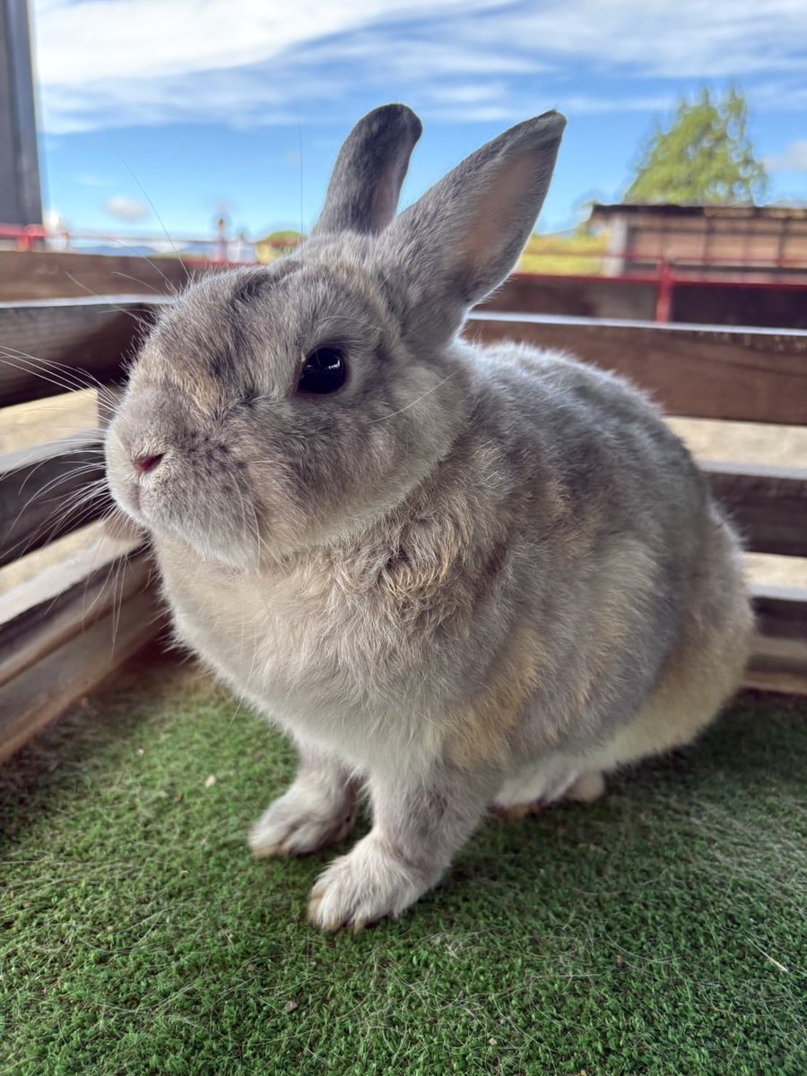 bokka_no_sato's tweet photo. 横からだと美うさぎ✨️
正面からだとおとぼけうさぎ😦
なおじゃこくん🐰

＊牧歌の里　＊ウサギ https://t.co/sIZ3kji0tS