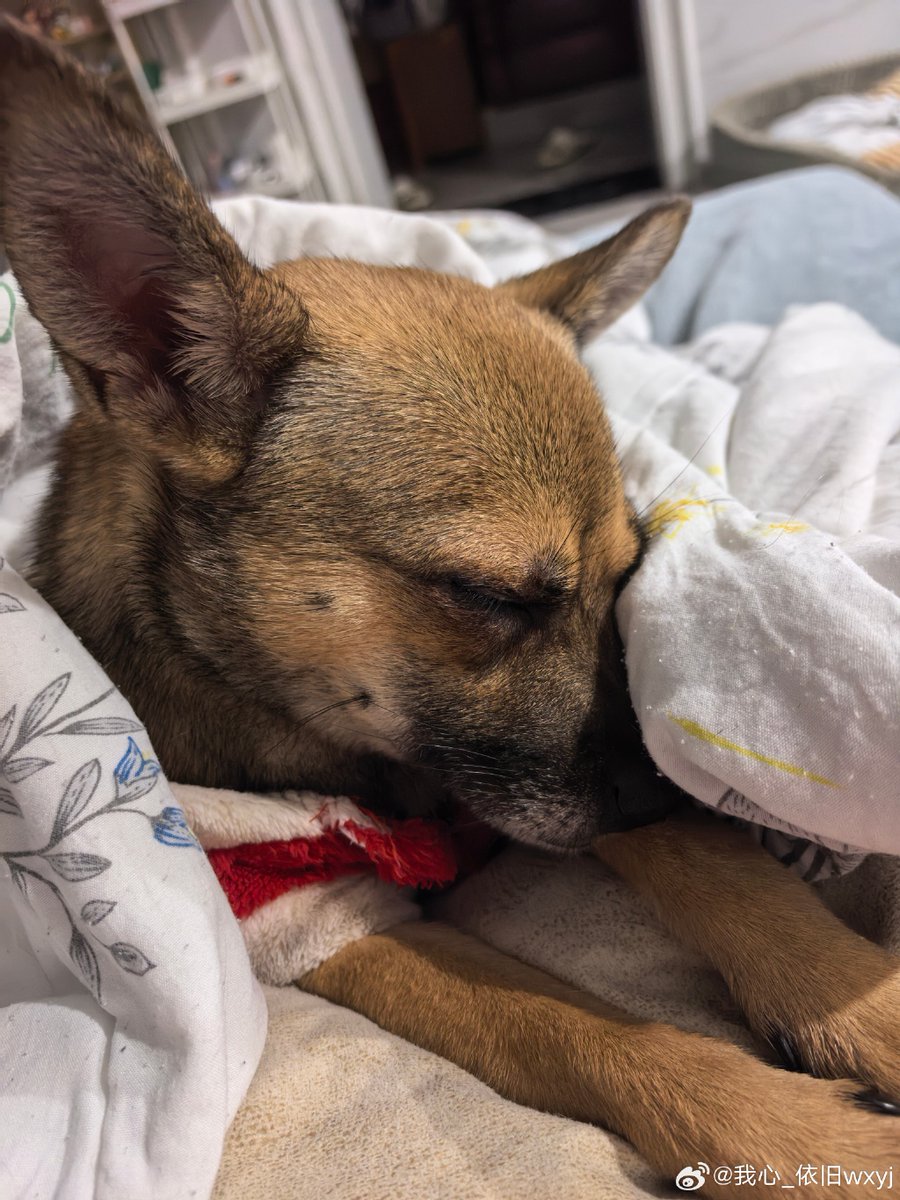 Imeldafitrian12's tweet photo. Picked up the silliest rescue pup today — now my couch’s favorite “pillow thief” has me smitten  Who else has a furball that’s turned their house into a happy zone， https://t.co/EnpinAHB1N