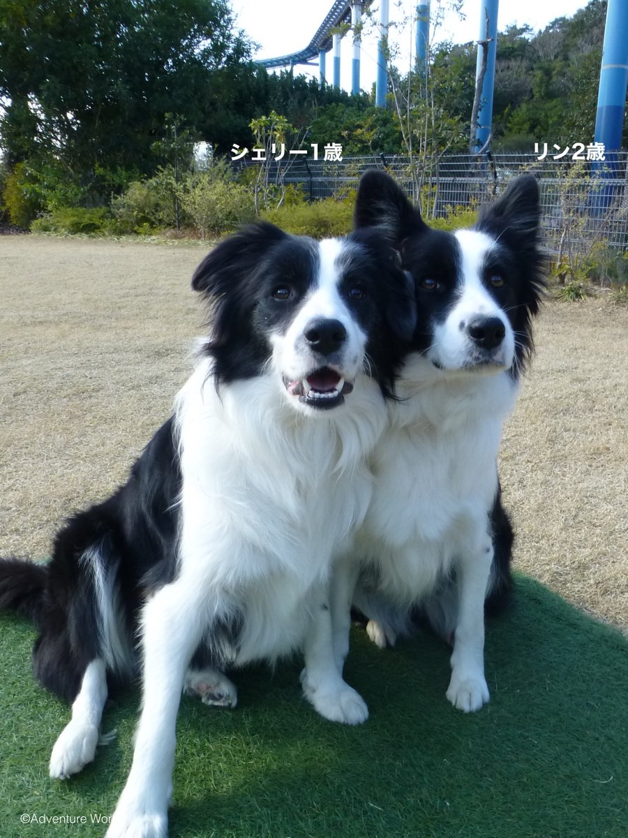 aws_official's tweet photo. ＼ 面影はあるかな🐶？／
本日9月21日は #敬老の日 💐
長年パークでたくさんのSmileを創ってくれているベテランのシニア犬たちの「幼少期」と「現在の姿」をくらべてみました！✨

幼い頃の面影を残しつつ、今のまったり穏やかな表情もとっても魅力的💕
パークにお越しの際は、ぜひわんわんガーデンのイヌたちにも会いにきてください！