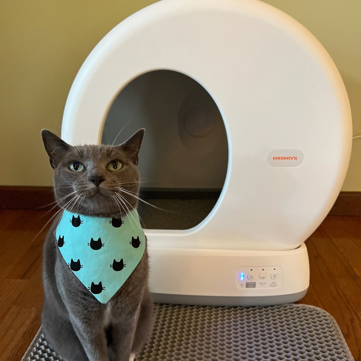 TreeFinance's tweet photo. If you have cats, a self-cleaning litter box can be a game changer. 🐱✨

Meowant offers smart litter boxes with automatic cleaning, odor control &amp; app-based health tracking.

Definitely worth a look 👀👇
https://t.co/WuJGp4jhYe https://t.co/3fV9cApVqi