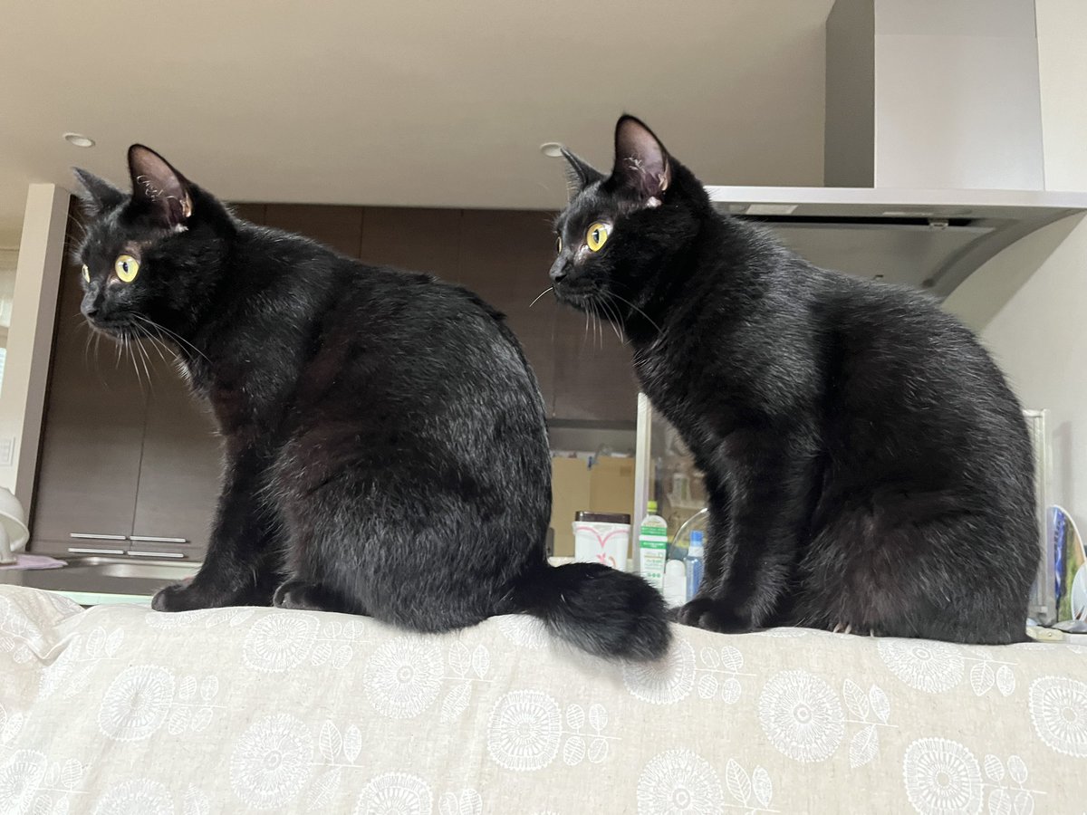 anatra1810's tweet photo. 🐈‍⬛🐈‍⬛
右のにゃんこが3.1キロ
左のにゃんこが3.2キロ https://t.co/UiNkgEXafO