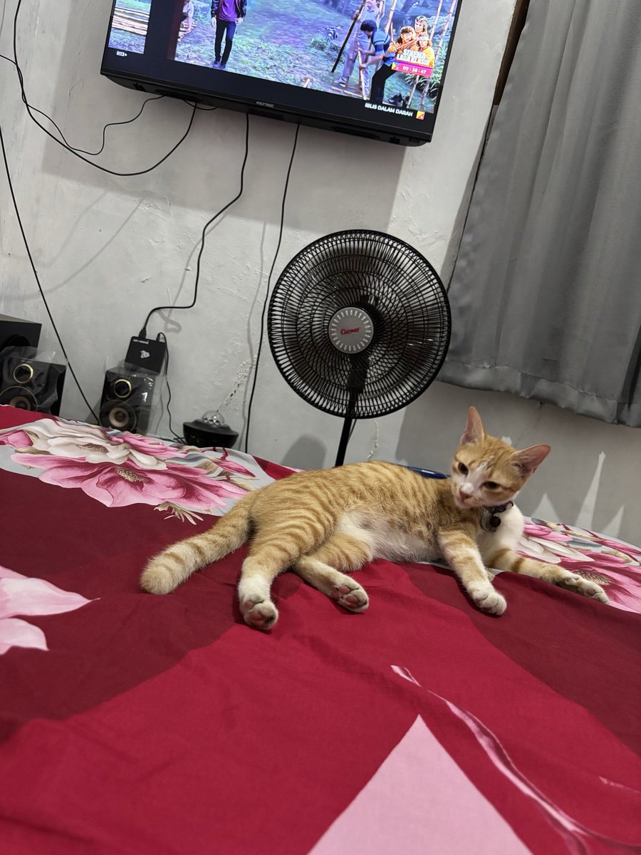 bibbel_'s tweet photo. kmna lah si nemo ini, tidak pulang2🥹 kasian anaknya,huhu https://t.co/DK00v3Ia2o