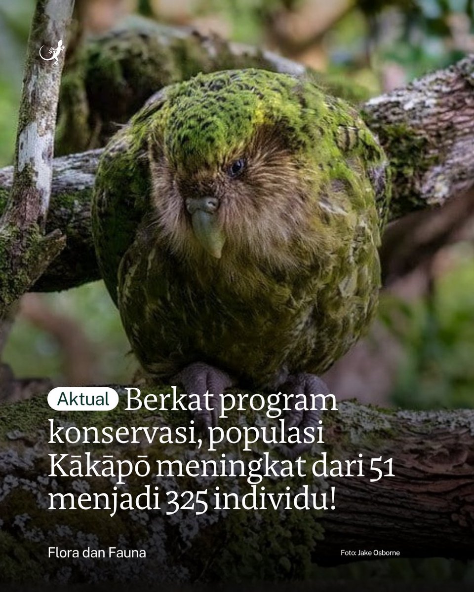 MongabayID's tweet photo. Populasi kākāpō (Strigops habroptilus), burung nuri endemik Selandia Baru yang terancam punah, bertambah setelah 90 anak dari musim berbiak 2026 resmi dimasukkan dalam penghitungan populasi pada 1 September. https://t.co/OnUAqf2JKL