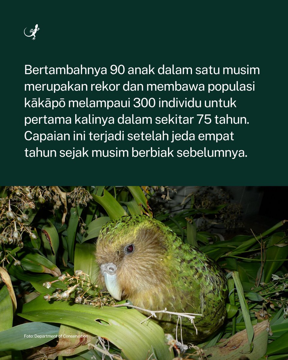 MongabayID's tweet photo. Populasi kākāpō (Strigops habroptilus), burung nuri endemik Selandia Baru yang terancam punah, bertambah setelah 90 anak dari musim berbiak 2026 resmi dimasukkan dalam penghitungan populasi pada 1 September. https://t.co/OnUAqf2JKL