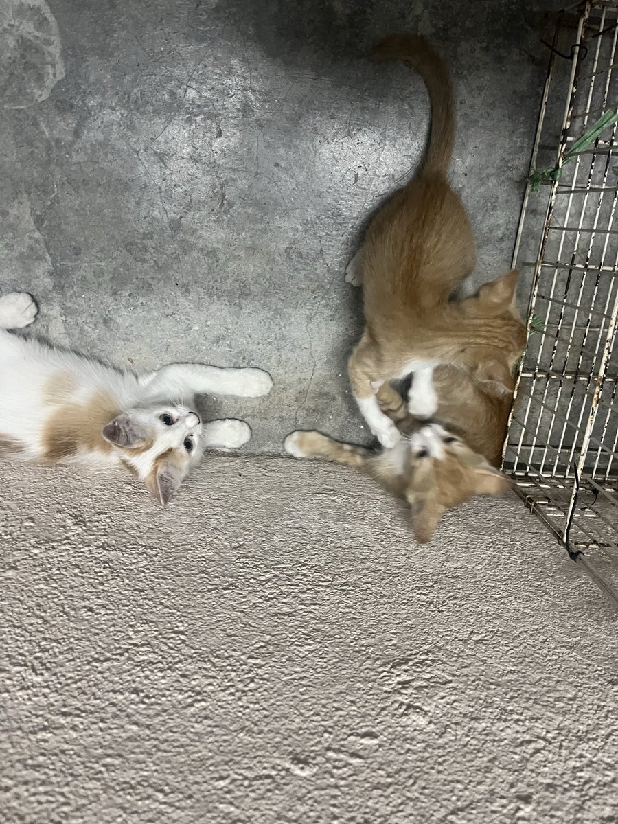 leafformetan's tweet photo. Hi everyone, seeks for your kind help to RT and find the forever home for the adorable 🐈 ?

At this very tight situation, is there anyone who can help adopt these 5 cats including the mother? Right now, I can afford to feed them since I got 5 cats myself at home. Please Rt🙏🏽tqvm https://t.co/8DsL13gmq4