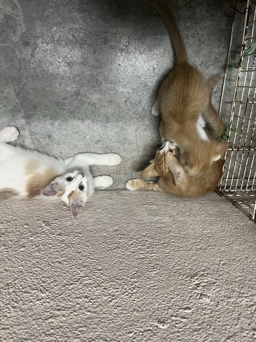 leafformetan's tweet photo. Hi everyone, seeks for your kind help to RT and find the forever home for the adorable 🐈 ?

At this very tight situation, is there anyone who can help adopt these 5 cats including the mother? Right now, I can afford to feed them since I got 5 cats myself at home. Please Rt🙏🏽tqvm https://t.co/8DsL13gmq4