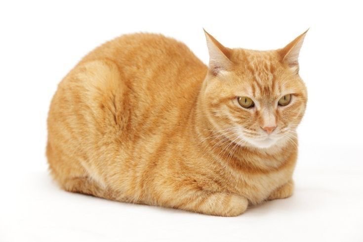 horadastrela's tweet photo. qnd gatos ficam assim…. te amo gatos https://t.co/aOb2DGHtw3
