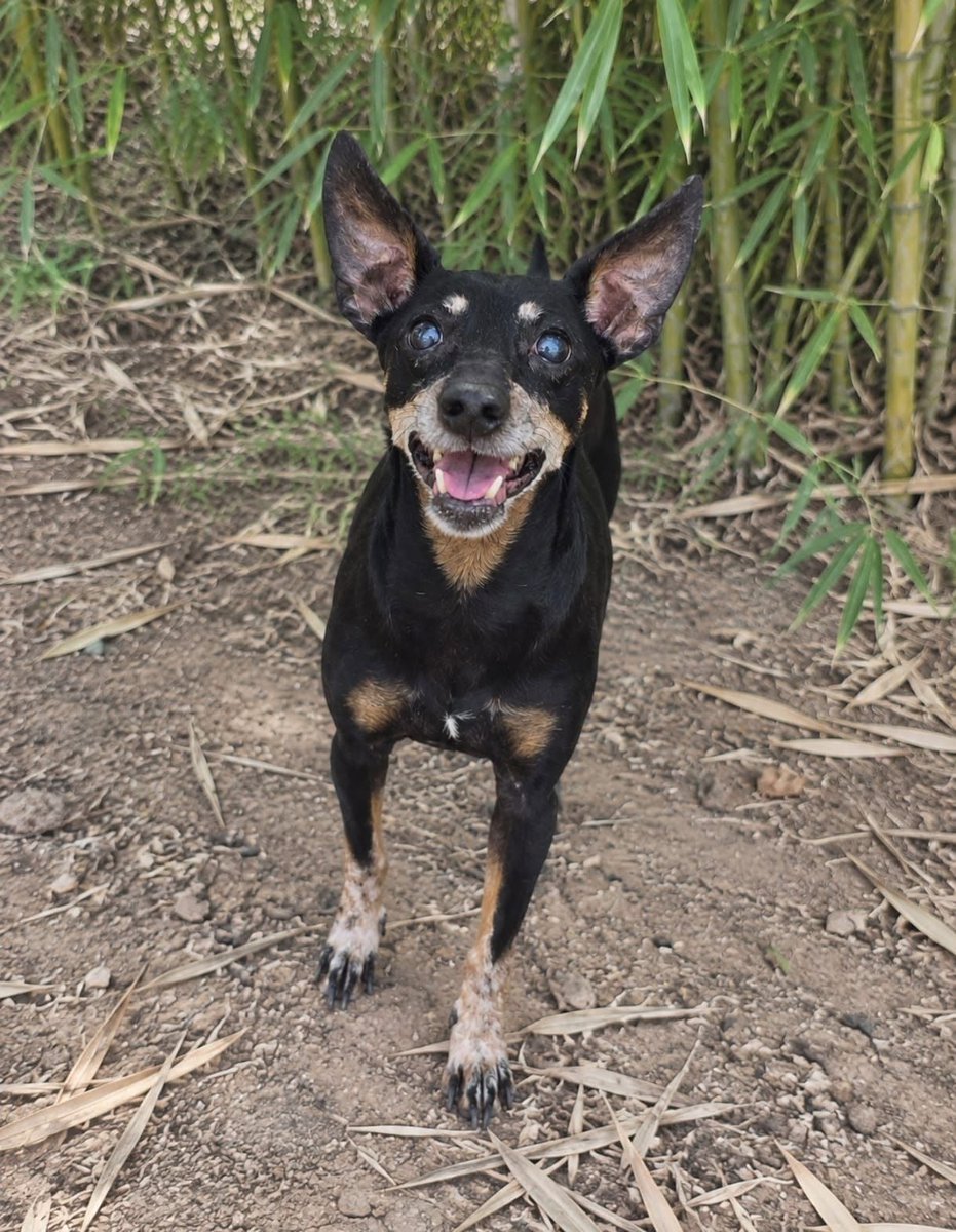 SosAbuelos1's tweet photo. #VALENCIA
Este machito pequeño tiene 10 años y a "los que lo tienen" les sobra ya...

Necesita un nuevo hogar.

Para más info...
Contacto: solo WhatsApp 601 46 33 23 https://t.co/fc0IX7kxUx