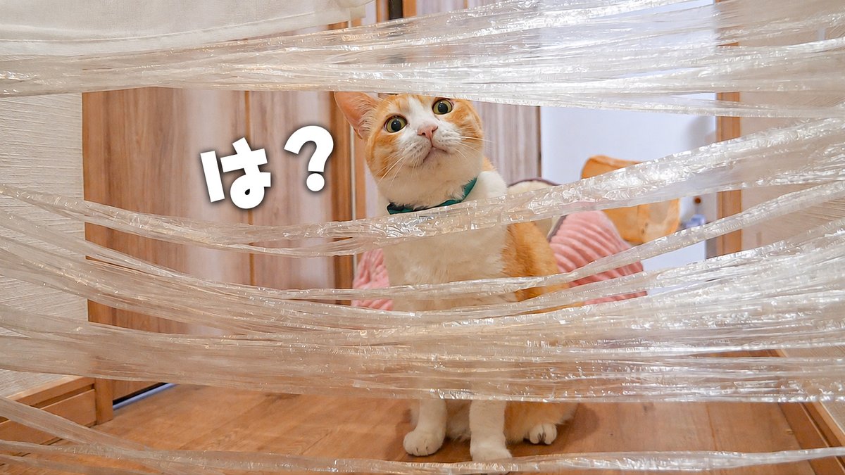 atsushi_314's tweet photo. 猫たちの通行の邪魔がしたい。 https://t.co/GD6cxDGMYf @YouTubeより 

本日の動画です！
猫たちの「何をされてるんだ？」みたな表情がどうしても見たかったんや…🐈 https://t.co/kYlwTTQpYB