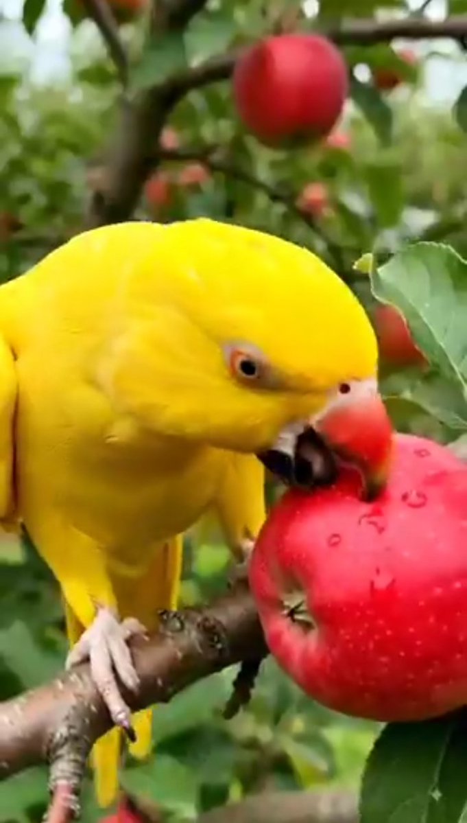 SherA20660's tweet photo. Sweet moments in nature 🦜🍎 Nothing beats fresh fruit straight from the tree!
​#ParrotLife #Wildlife #NatureLovers https://t.co/42usPcdX1B