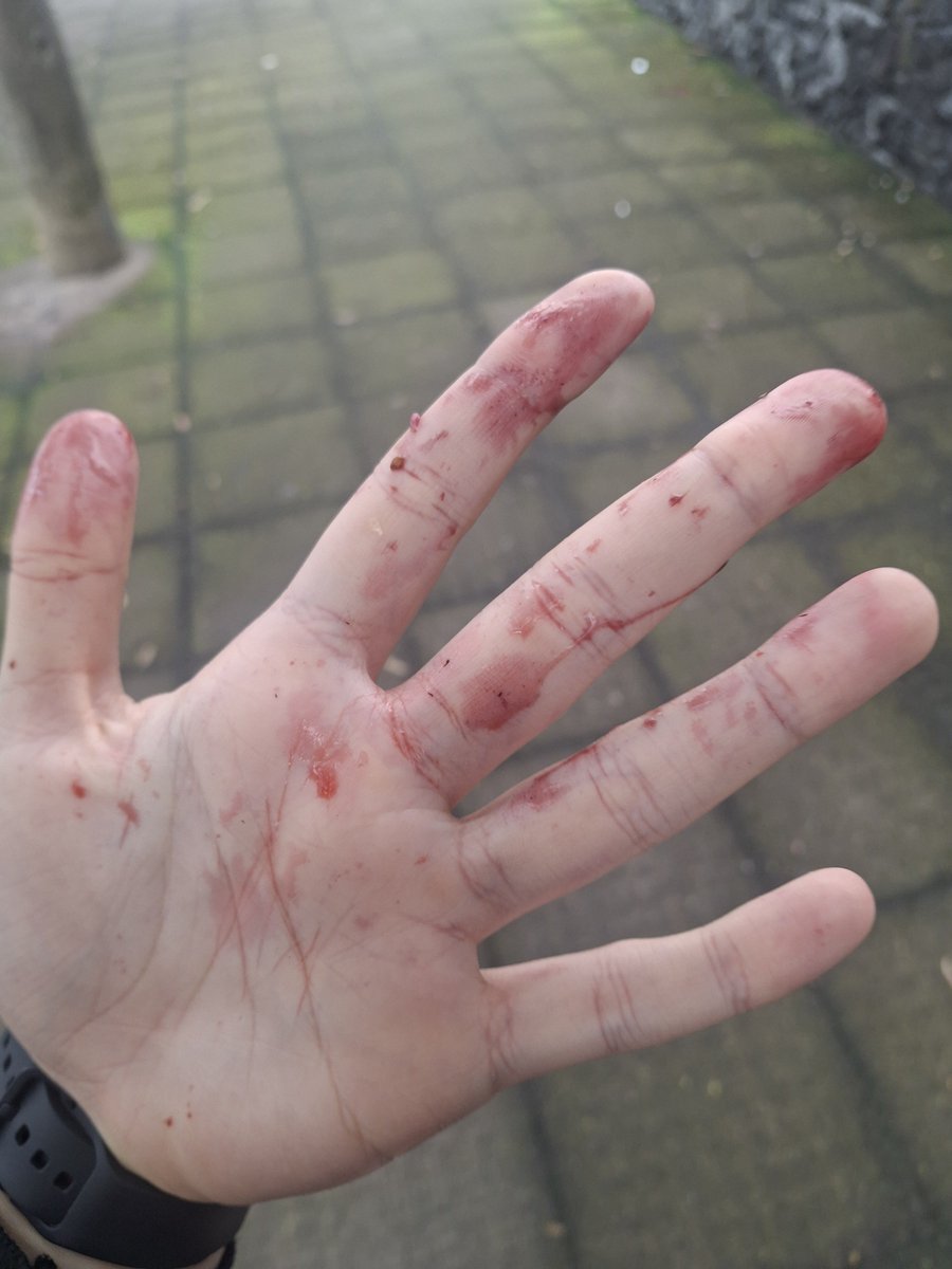 taldgdoy's tweet photo. Tem um pé de maora no caminho pra minha academia que eu vivo pegando quando to indo e voltando

Amo meu pais com plantas que da pra pegar os frutos no meio da rua https://t.co/21idihpebI