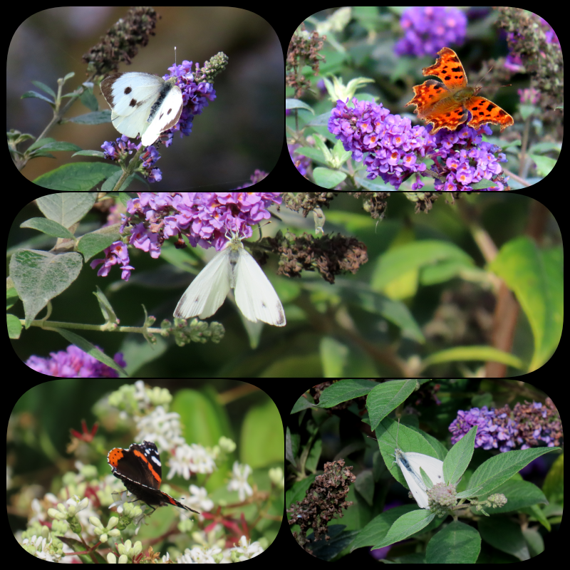 CCommijs's tweet photo. Toch nog wat #vlinders vanmorgen 🦋, vooral #witjes. https://t.co/YivOgnpBcD