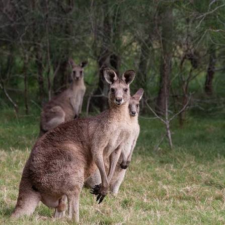 harryfisher11's tweet photo. If a mother kangaroo already has a baby in her pouch or if food is scarce, she can freeze the development of a new embryo until the pouch is empty or conditions improve https://t.co/JkKFx7EIfa