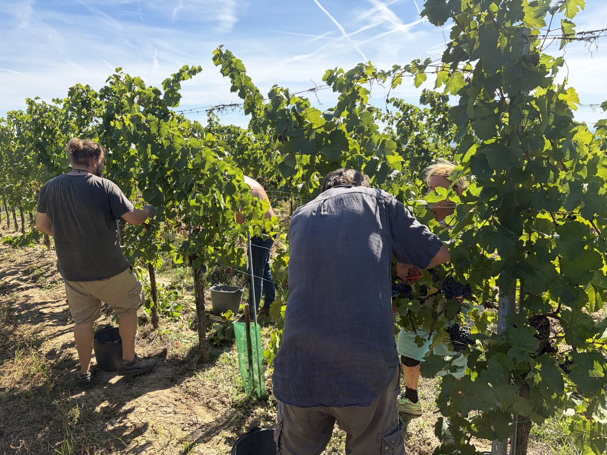 chritam's tweet photo. Gestern war ich in Fels am Wagram beim #BioWein #Lenhart lesen. Wein lesen. Kam später, habe dafür den 14 fleißigen Helferleins ein Chili con für’s Mittagessen mitgebracht. Sehr nette Gemeinschaft und ein gutes Team waren das 🥰 https://t.co/1EOmv7H3xp