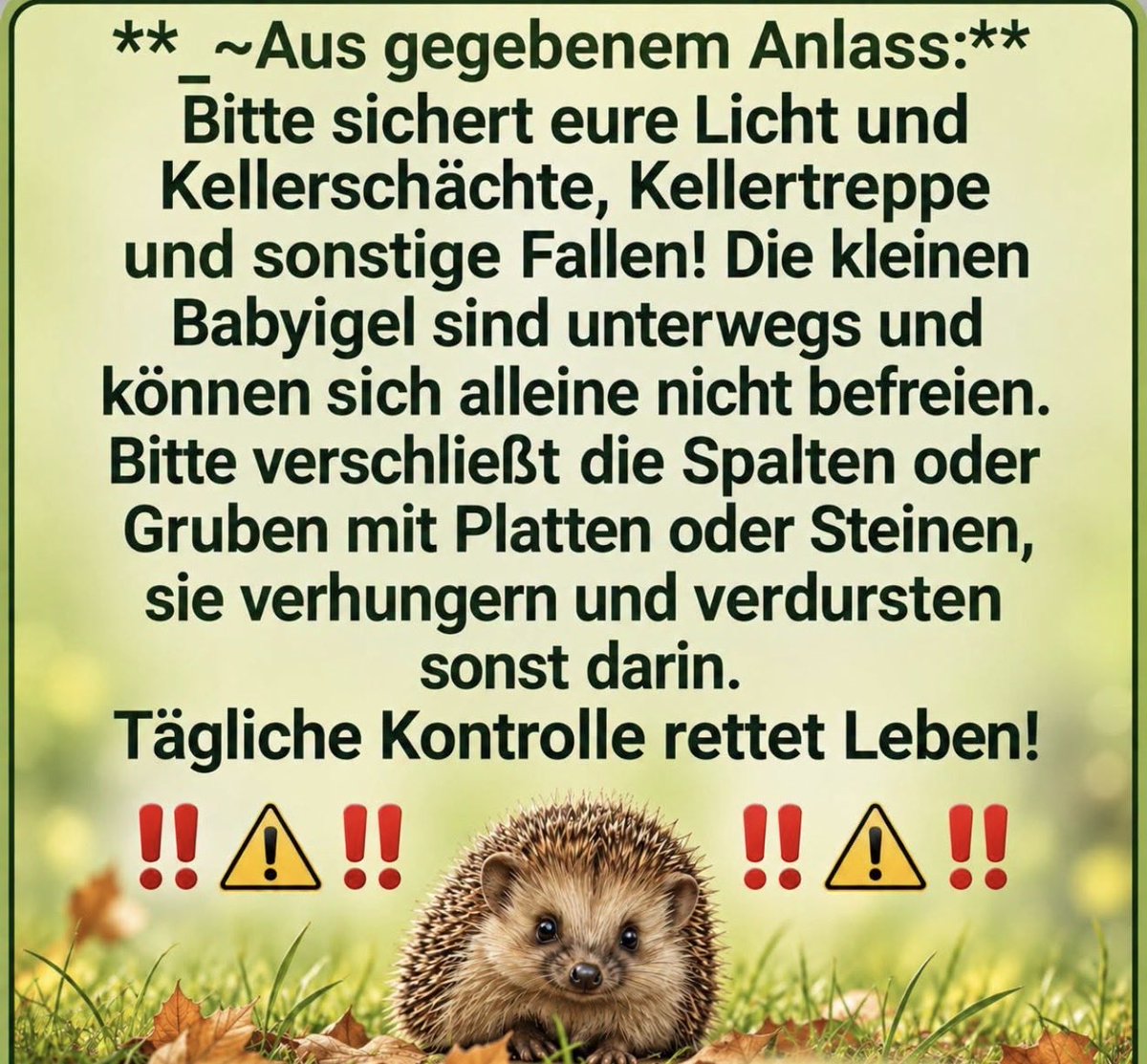 HilfeIgel's tweet photo. ‼️🦔‼️🦔‼️🦔‼️🦔‼️🦔‼️🦔‼️ https://t.co/XI3YyP2np0