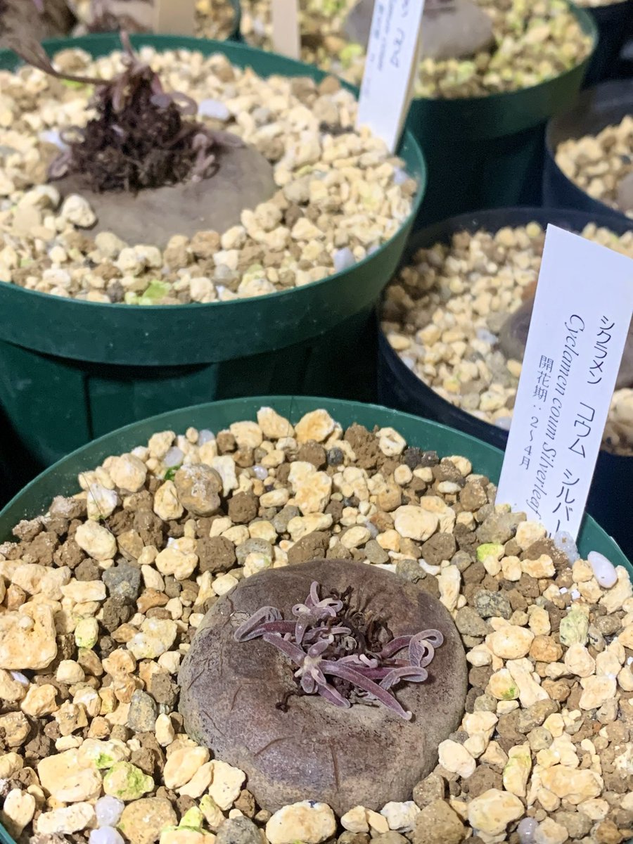 magicyclamen's tweet photo. 寝室、枕元のコウム…
たぶんよく髪毛バサバサさせてる
#原種シクラメン
#Cyclamen
#coum https://t.co/Dx4NMRgcTj