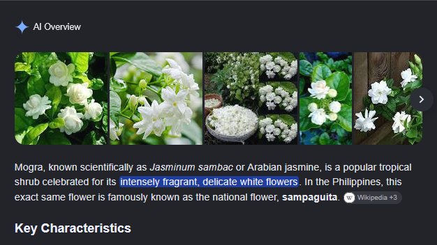 ToastDrawStuffs's tweet photo. Mogra Flower is a Type of JASMINE!!! Arabian Jasmine to be exact!! The Fanon Name isn't too far fetched!!! 

(And it's also the same exact species of Jasmine that is the National Flower of the Philippines!!! FILO OOMFS RISE UPP) https://t.co/0uh4wBUKW9