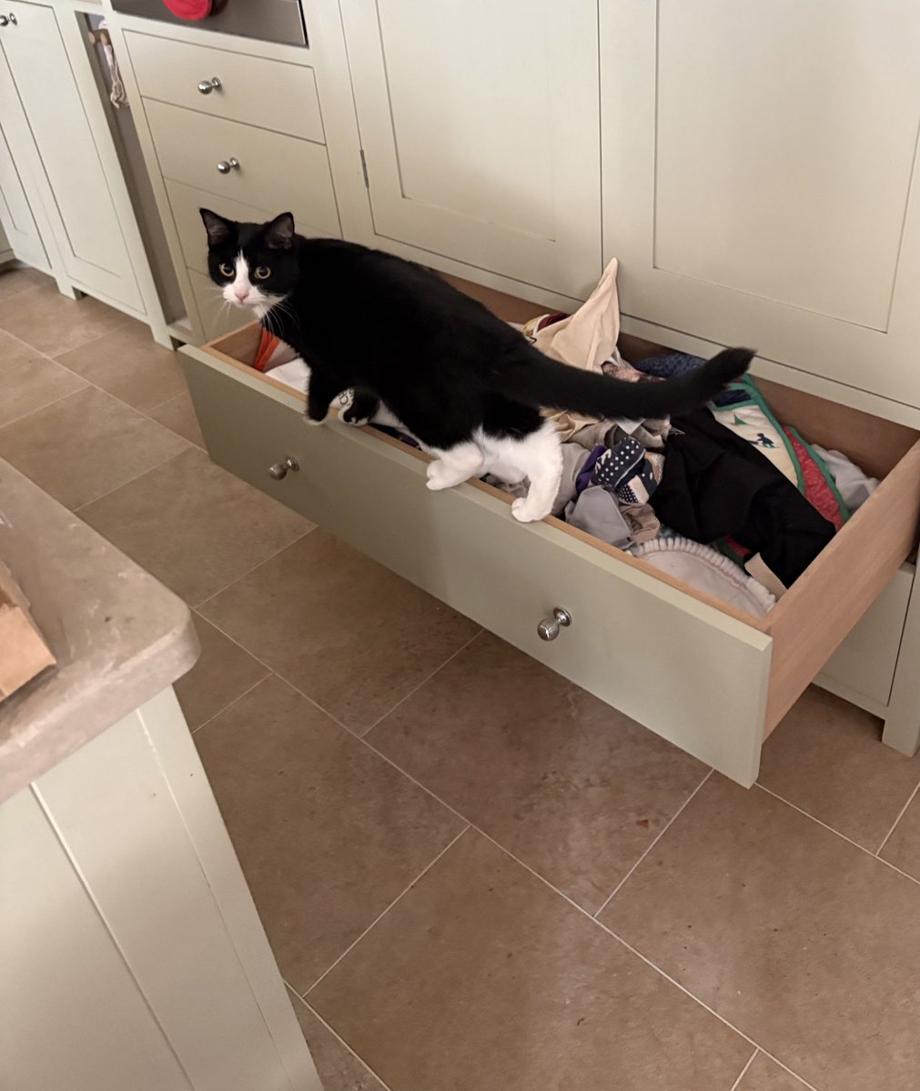 owenclark3's tweet photo. Are we allowed in the tea towel drawer?
Well, I am, but you wouldn’t fit, Mum!
Cheeky! 
#catsoftwitter #WilmyWoo https://t.co/tex6kmvjtV