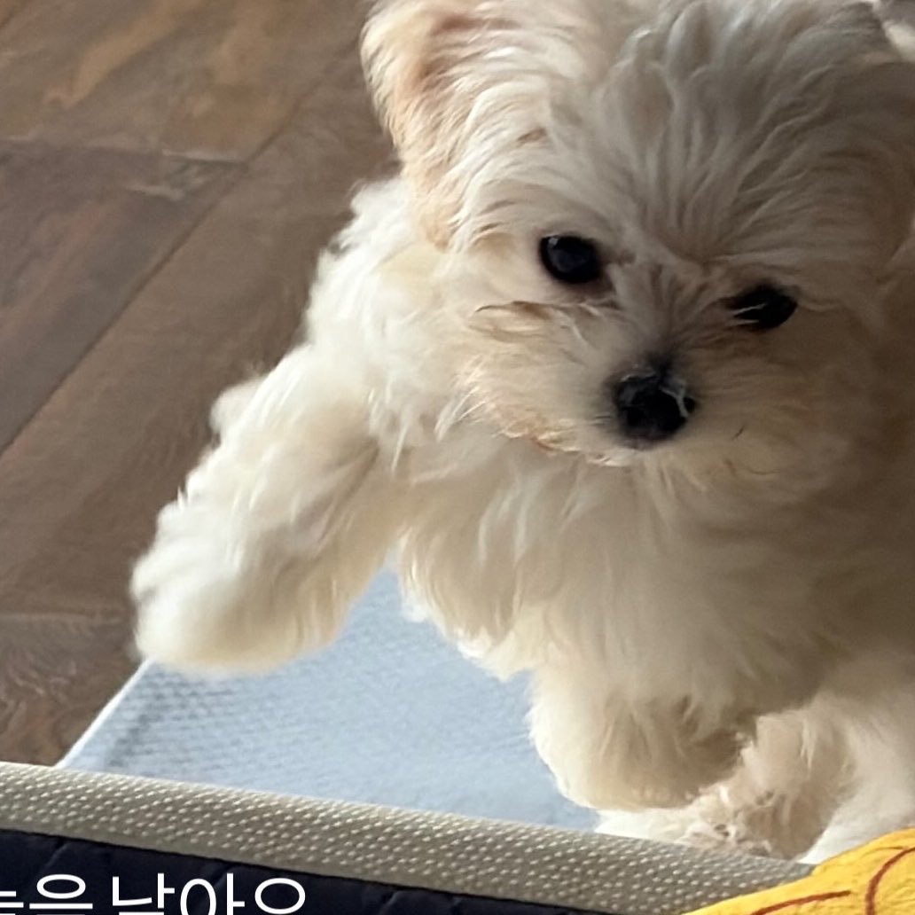 watasi486's tweet photo. 뽀뇨 아직 자기 속도에 몸을 못 맞추는 aegi강아라 뛸때마다 양발로 날고있는거 너무 ㄱㅇㅇ 
일케 폴짝 폴짝 뛰는건 토끼아니냐고ㅜㅜ https://t.co/jgZN5tJUmX
