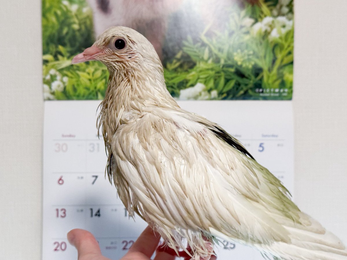 toto_0820's tweet photo. 【拡散希望】

9/21、東京都内で白っぽいハトのような鳥を保護しました。
人に慣れており、飼育されていた可能性があるため飼い主さんを探しています。写真は保護後まもなく撮影したもので羽が濡れています。
お心当たりのある方は、いなくなった日時・場所、特徴、ご本人が撮影した写真を添えてDMをお願いします。

#迷子鳥 #迷い鳥 #保護鳥 #鳩 #東京都