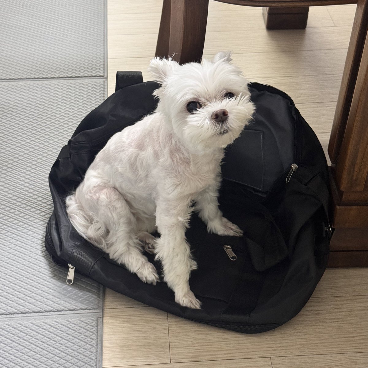 dongdi_12's tweet photo. 엄마의 여행을 온몸으로 막는 견 (온몸: 3.2kg) https://t.co/TtLpk1rF0j